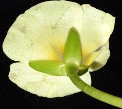Hydrocleys nymphoides. A flower with three yellow obovate petals and three ovate green sepals attached to a distinctive septate pedicel.
 Image: K.A. Ford © Landcare Research 2020 CC BY 4.0